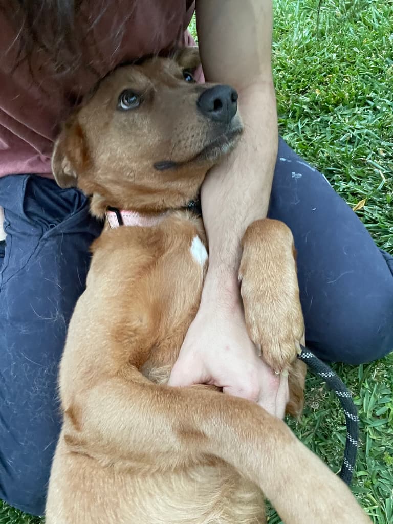 Pet Boarders Nearly Starve Recently Rescued Dog, Legal Battle Looms