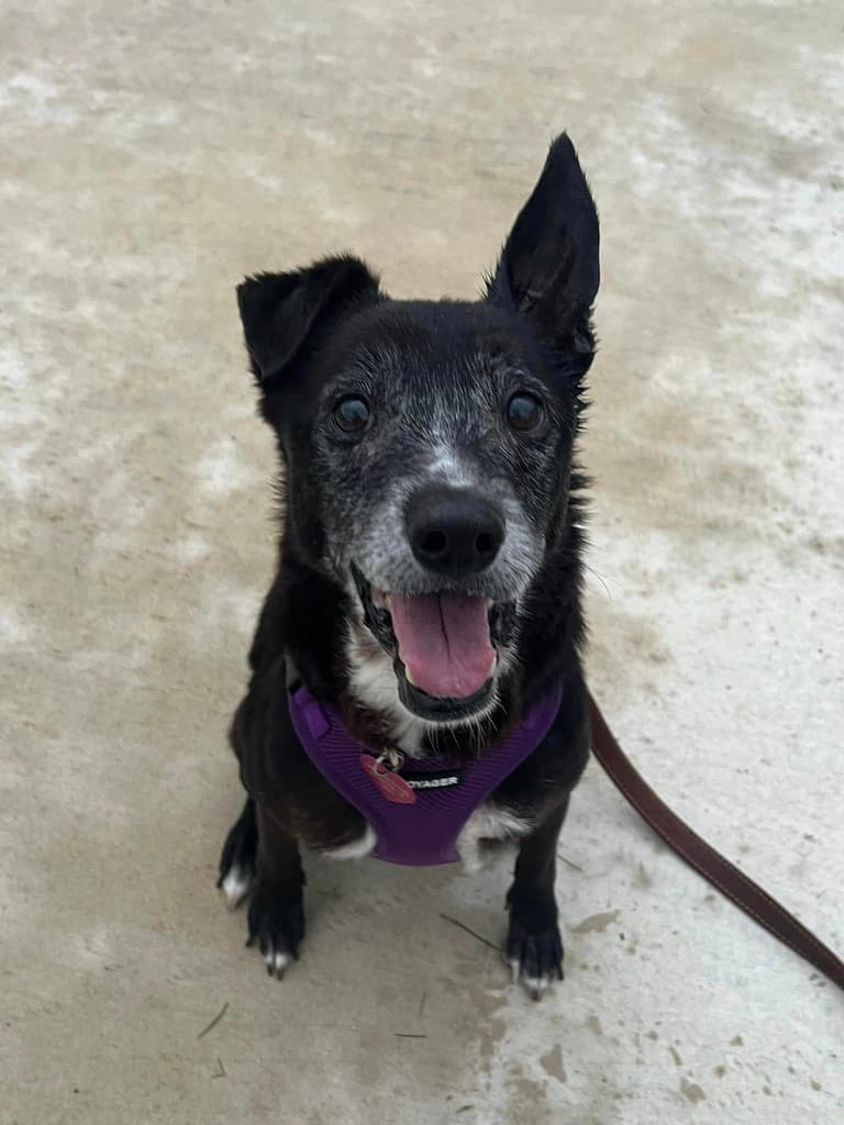 Senior Shelter Dog Still Longing for a Forever Home Months After Losing Owner