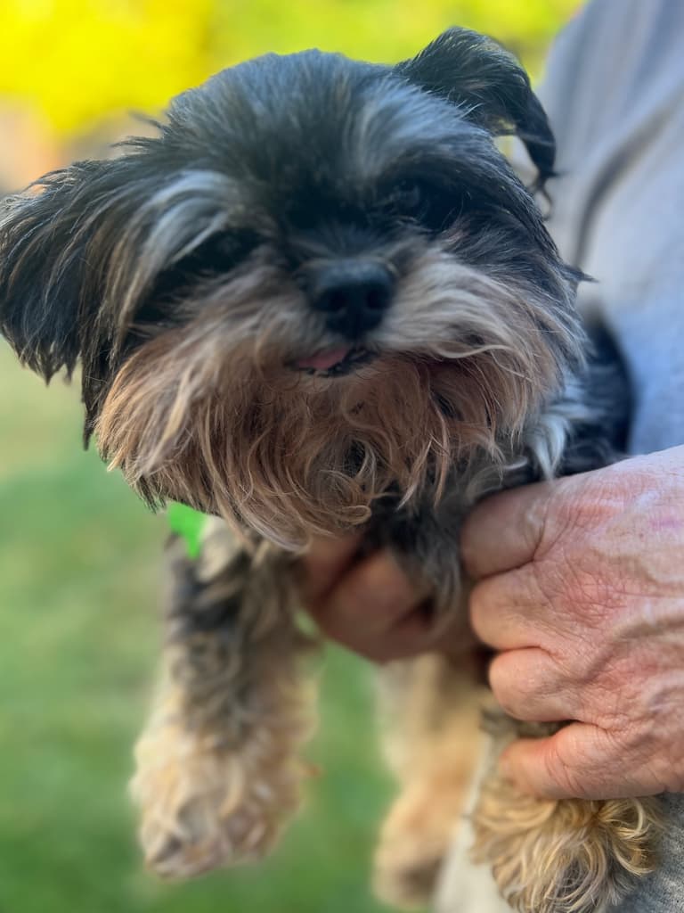 Tiny Yorkie With a Big Personality is Ready to Be Loved: Why Does He Keep Getting Overlooked?