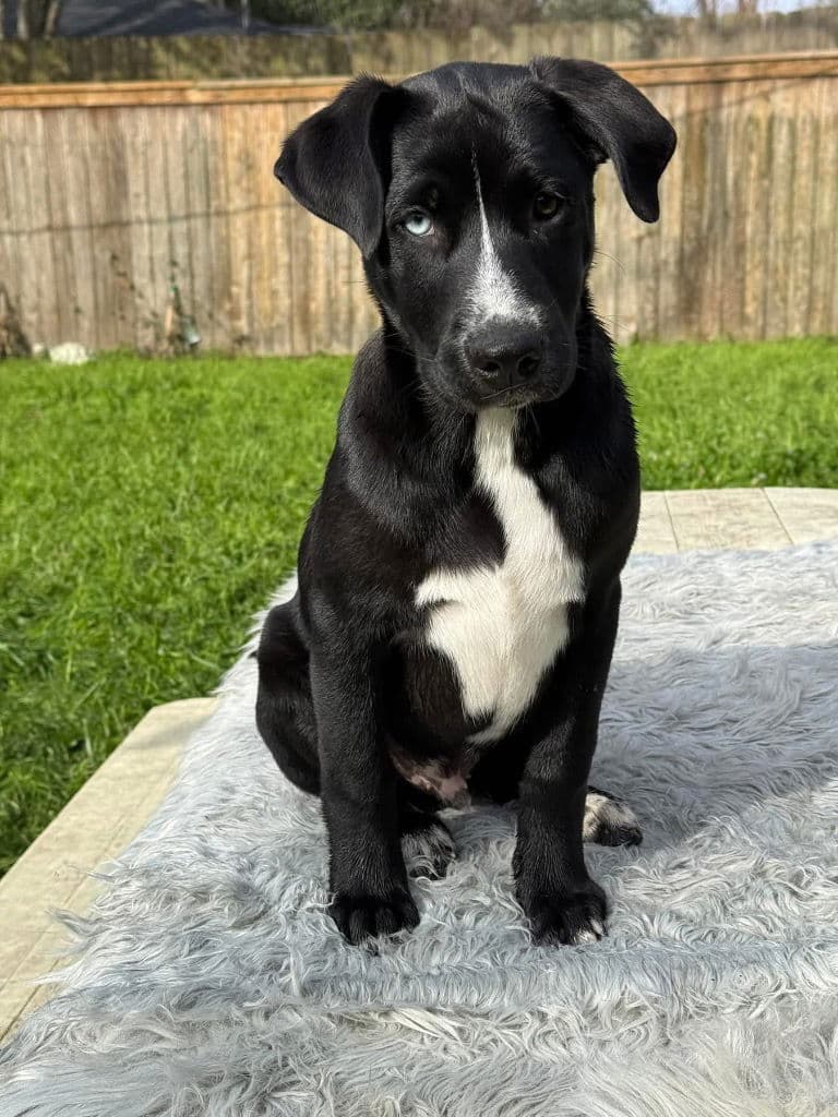 Ares