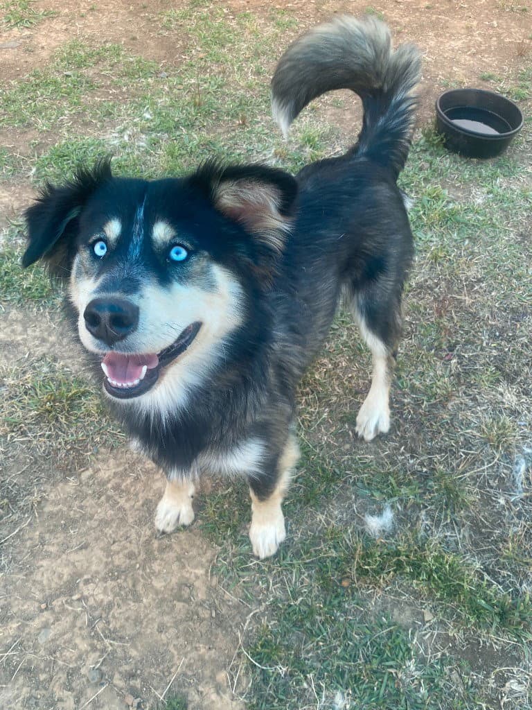 Dahlia - Australian Shepherd