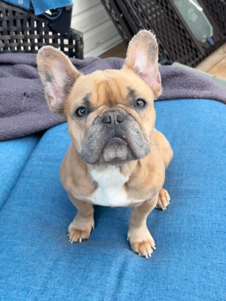 Frankie - French Bulldog