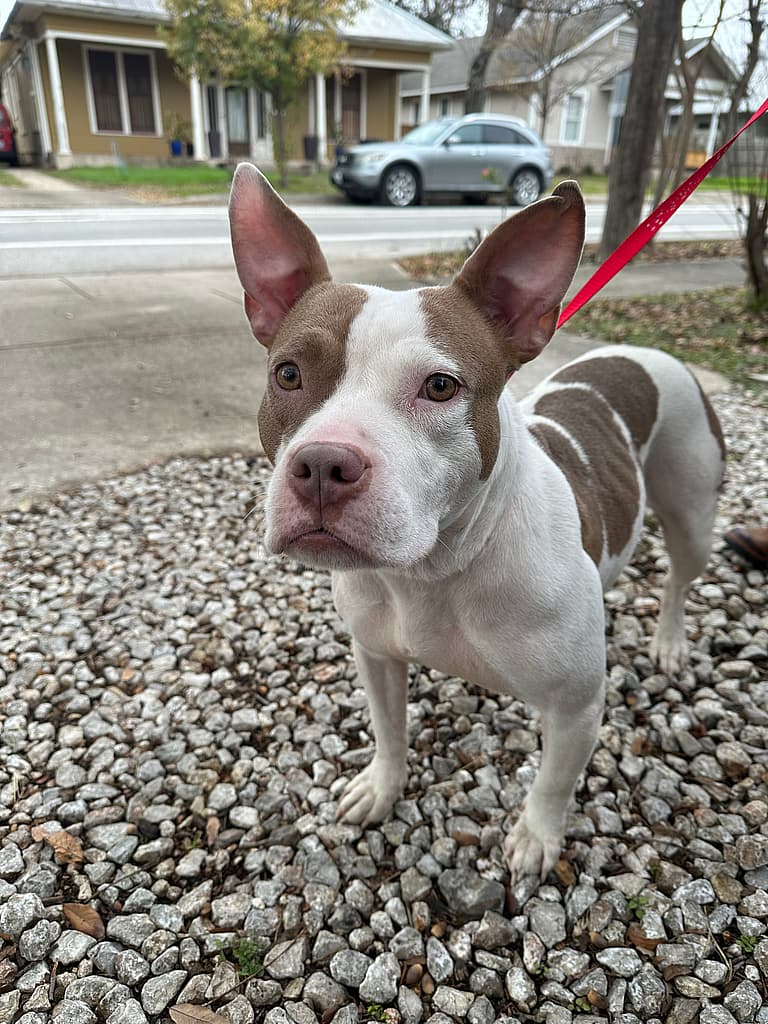 Dog up for adoption: After a Heart-Stopping Rescue, this Velcro Pooch Can't Stop 'Mooing' For A Permanent Home