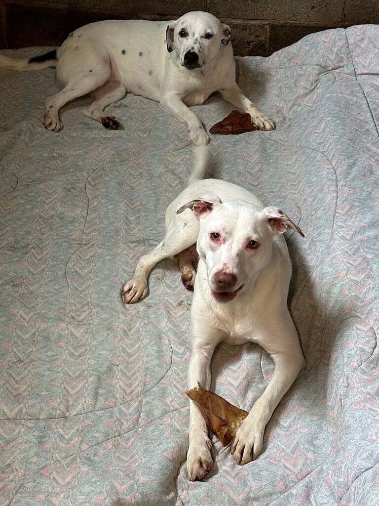 Cattle Dog Siblings