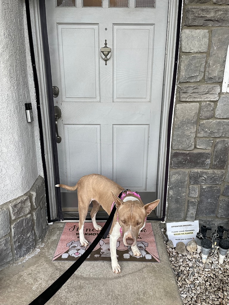 Dog Up for adoption: Fendi