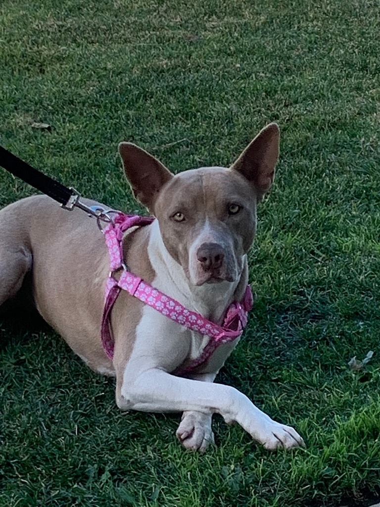 Dog Up for adoption: Fendi