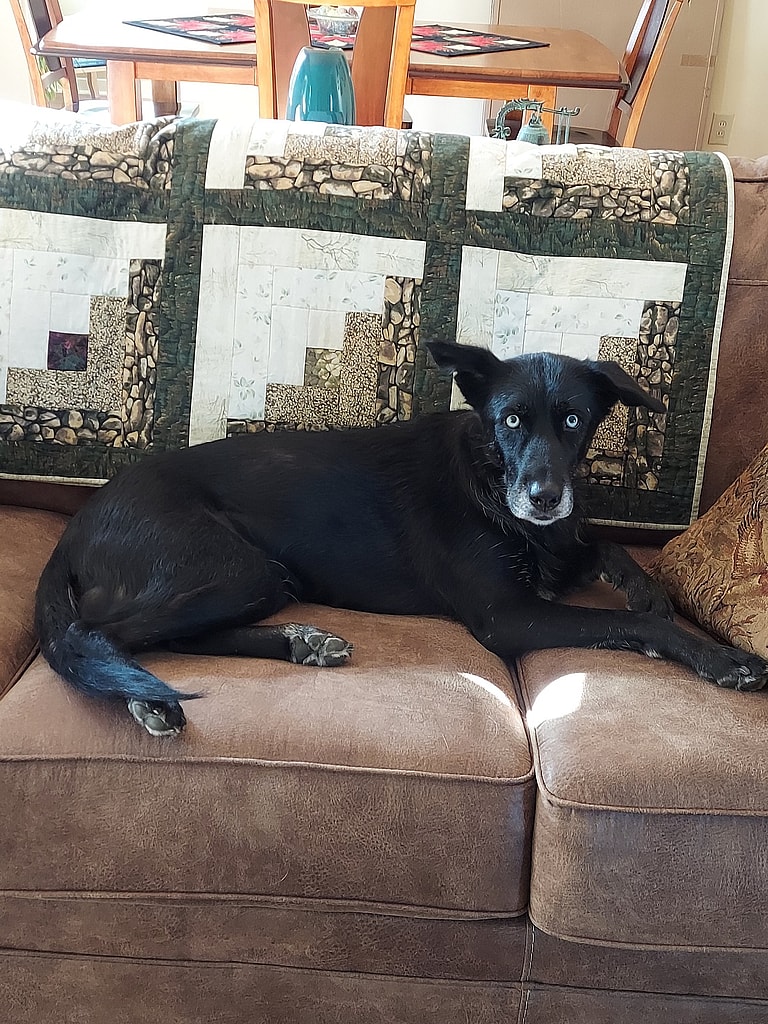 Dog rescue: Everyone Was Terrified of My Dog Until I Did This One Simple Thing