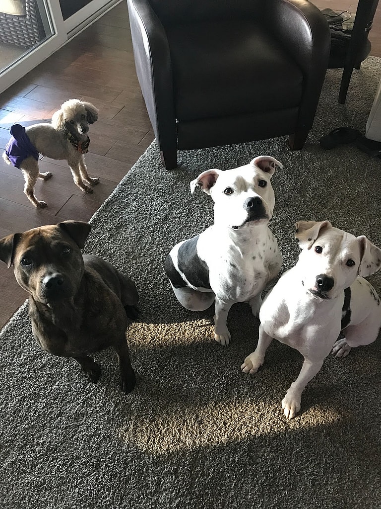 Pit Bull Rescued from Shackles