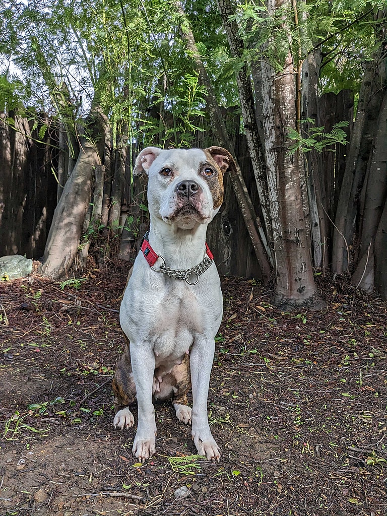 Dog Rescue: Days From Euthanasia, Mama Pittie Finds Hope; Her Remarkable Rescue Sparks Joy
