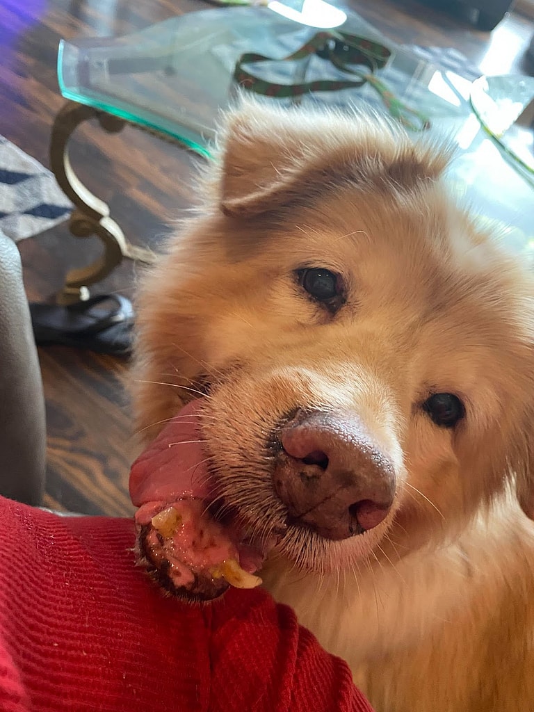 Dog Rescue- 26 Unwanted Special Needs Pups Hit the Jackpot with This Big-Hearted Family