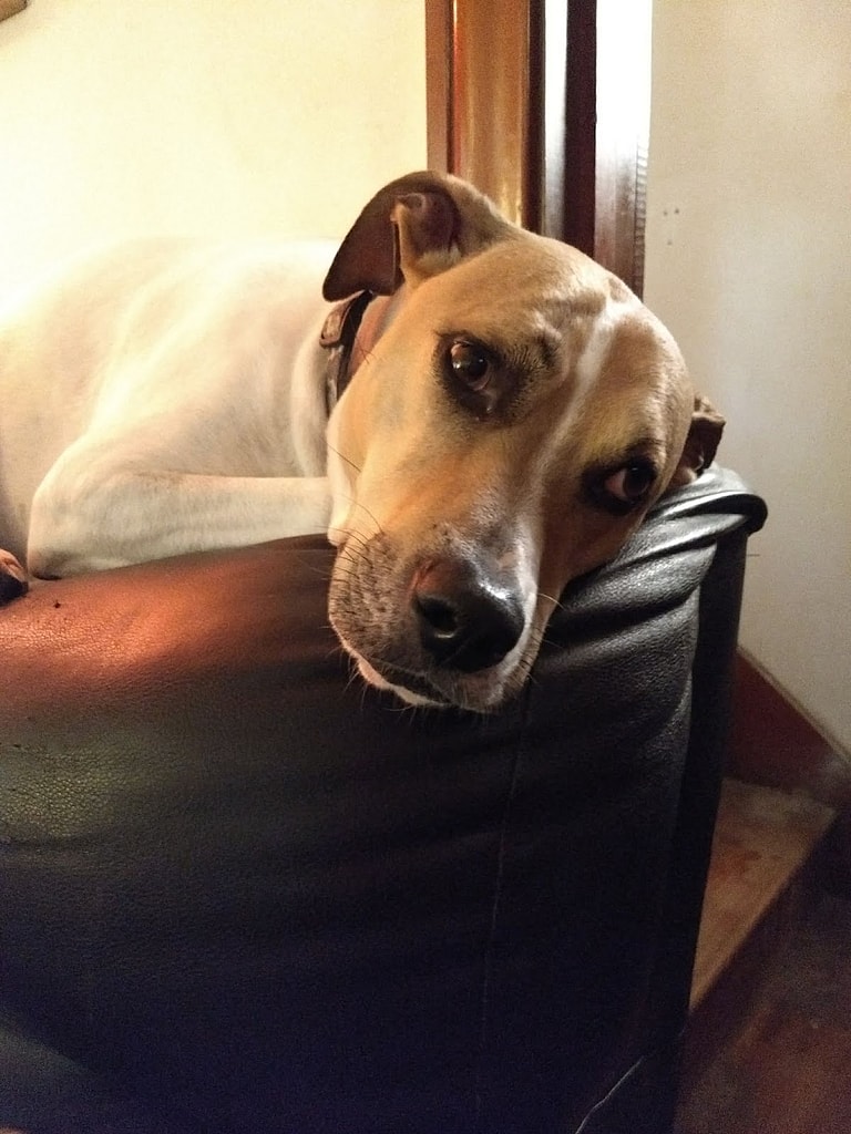 Couple Heartbroken They Can't Have Kids Adopt Abandoned Puppy Who Needed Parents