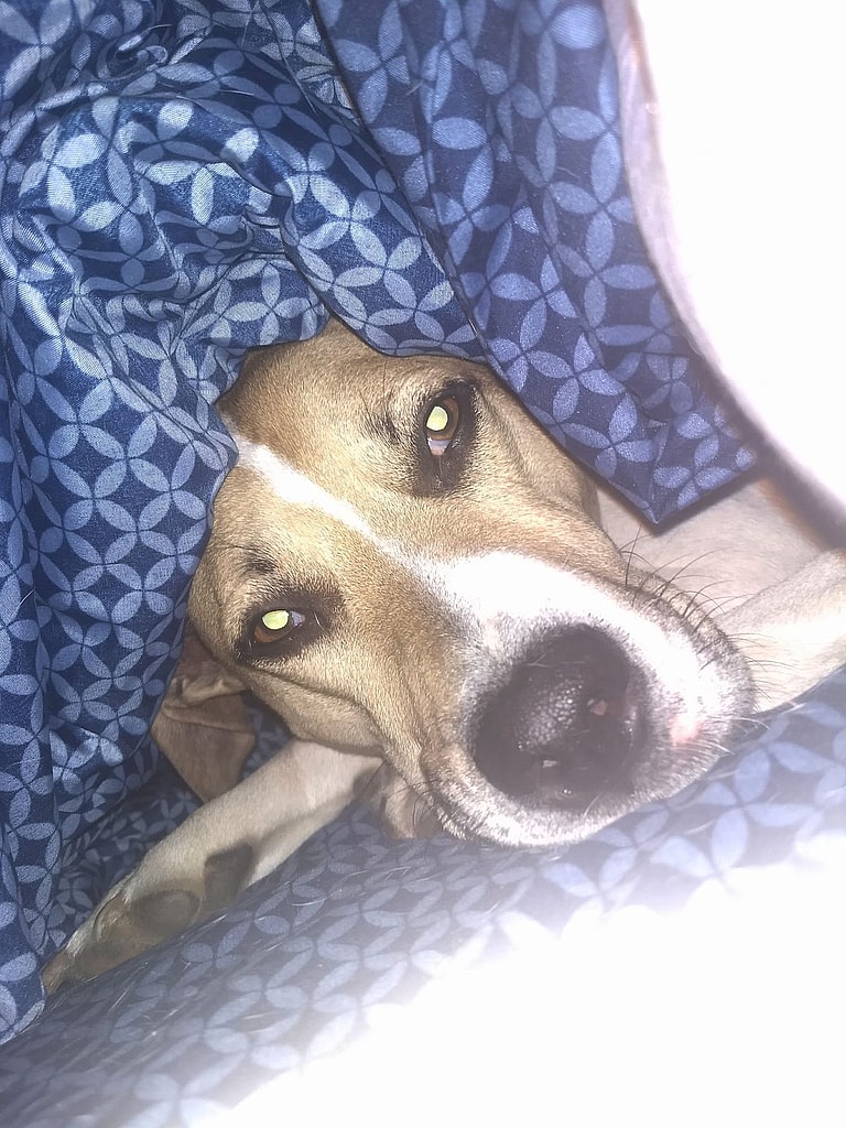 Couple Heartbroken They Can't Have Kids Adopt Abandoned Puppy Who Needed Parents