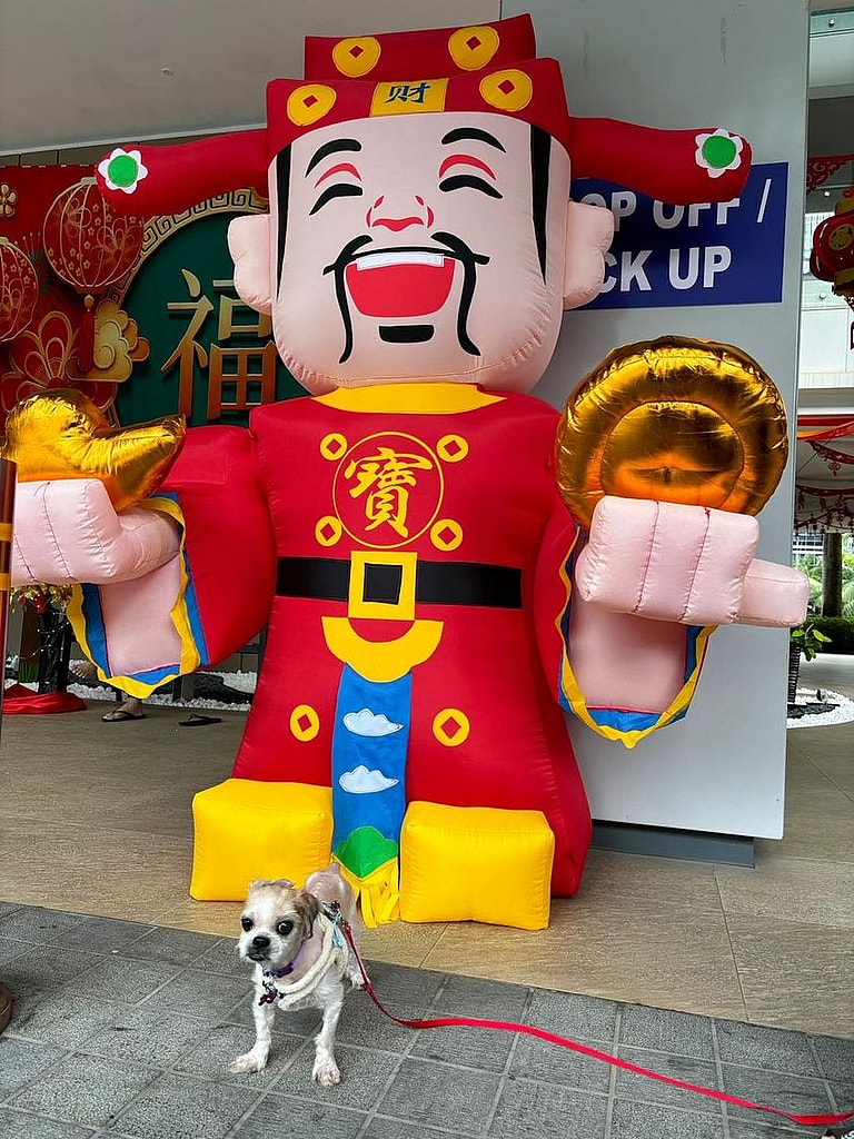 Dog rescue story: Tiny Emaciated Dog Chained Up On Porch. When Rescuers Arrive Owners Response Leaves them Speechless