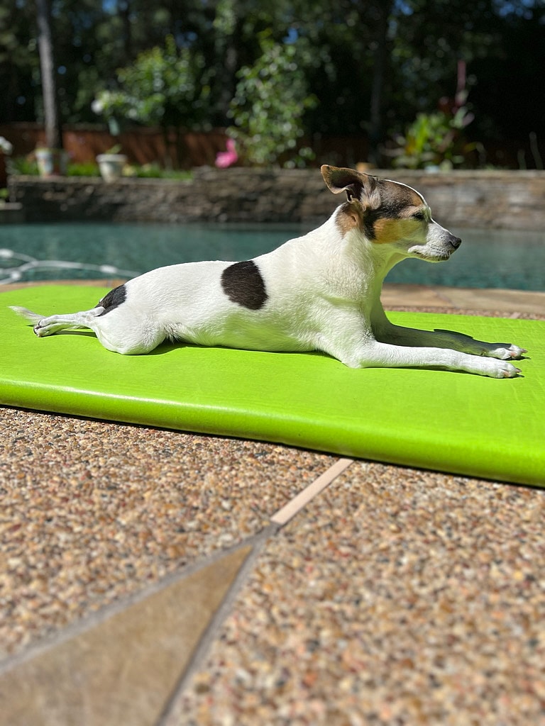 Signs From Beyond? Grieving Family Stunned New Dog Mimics Previous Pup’s Quirks: 13-year-old Jack Russell terrier Tex