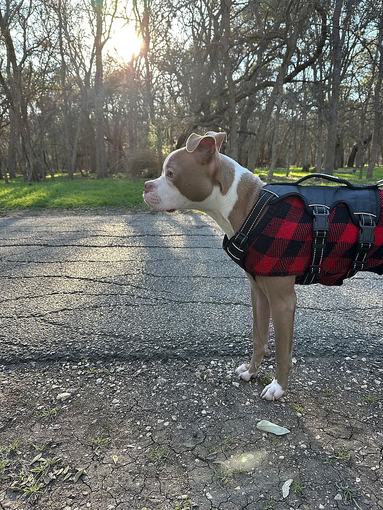 One Eye, Full Heart: A Boxer's Inspiring Journey From Stray to Survivor