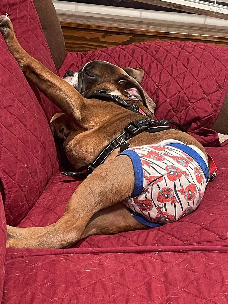 This Bulldog Was Given Up for His 'Disability' - Until Someone Realized His Superpower