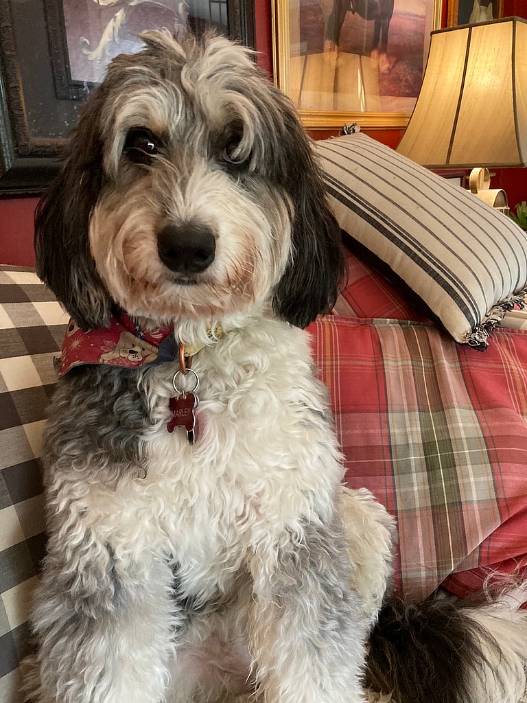 Dog Rescue: Puppy Mill Mama Abandoned After Pups Were Stillborn, Finds Solace Thanks To Loving Family