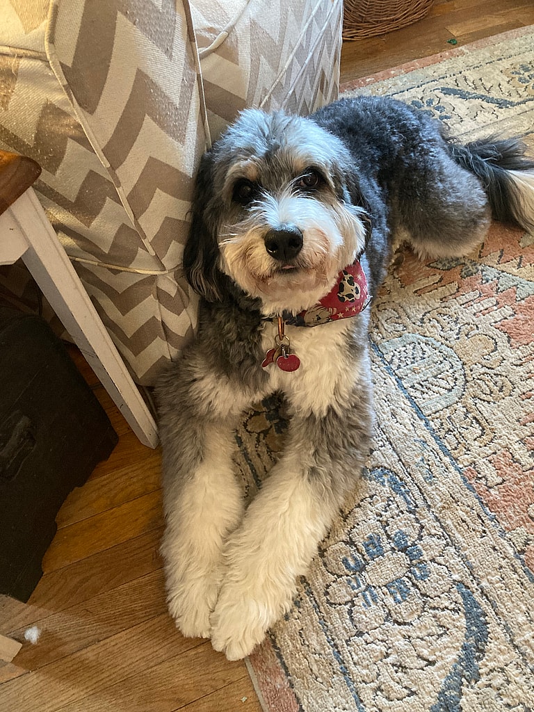 Dog Rescue: Puppy Mill Mama Abandoned After Pups Were Stillborn, Finds Solace Thanks To Loving Family