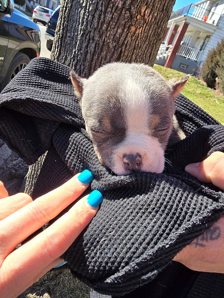 Tiny Puppy Abandoned After Botched Ear Cropping