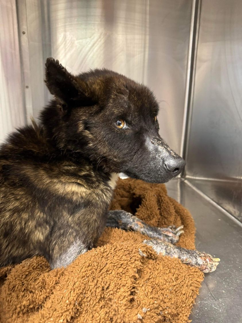 Neglected Dog With Nails So Long He Couldn't Walk  