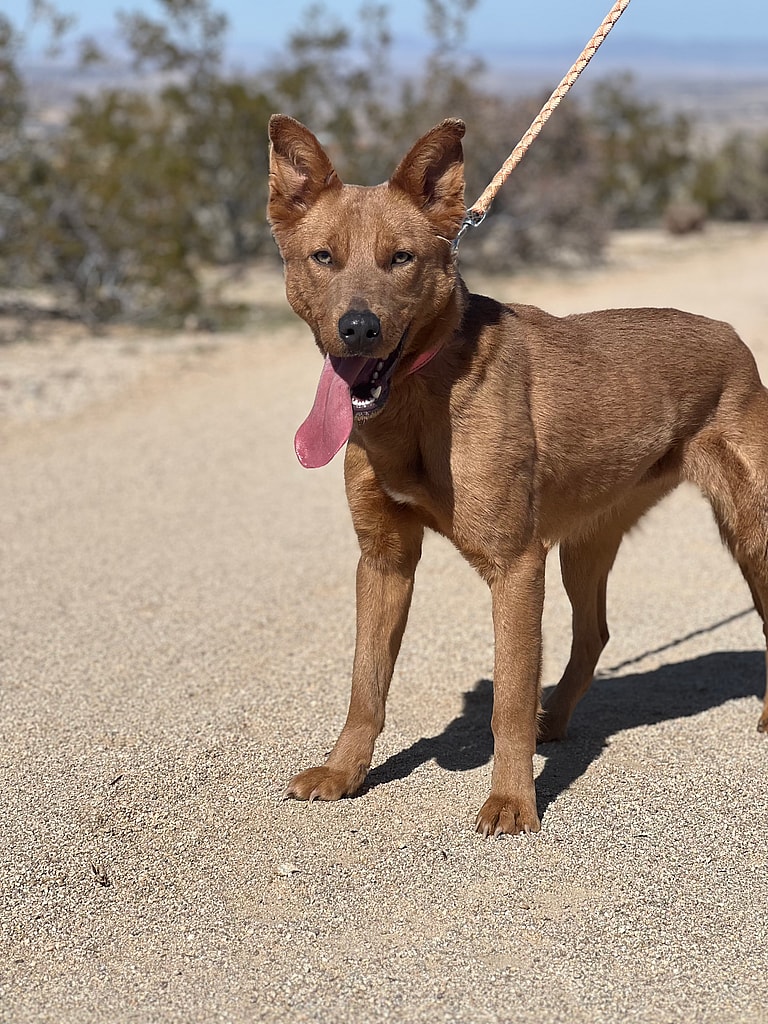 Pet Boarders Nearly Starve Recently Rescued Dog, Legal Battle Looms