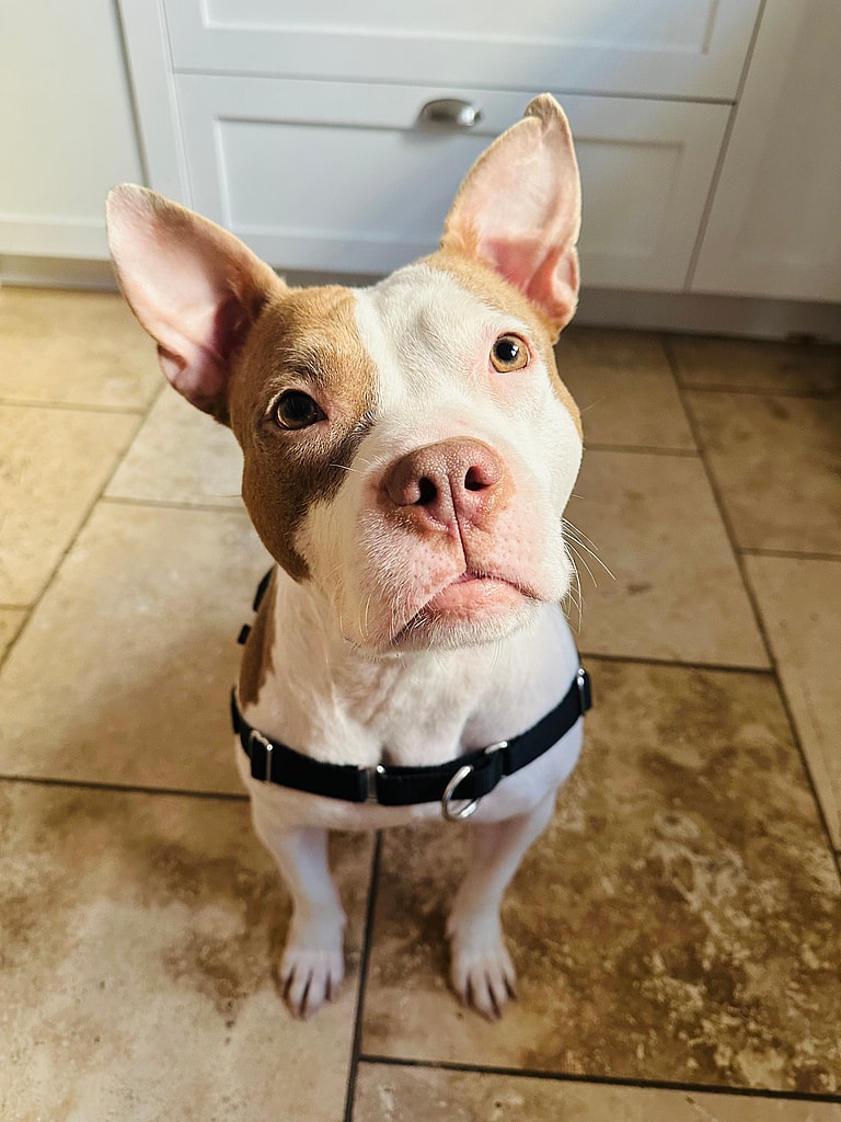 Dog up for adoption: After a Heart-Stopping Rescue, this Velcro Pooch Can't Stop 'Mooing' For A Permanent Home