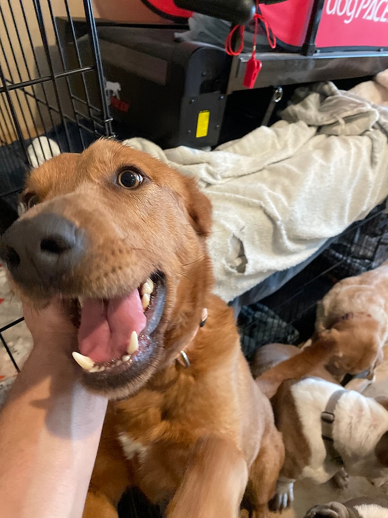 Pet Boarders Nearly Starve Recently Rescued Dog, Legal Battle Looms