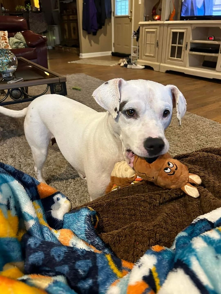 Ivy (Junebug) - ADOPTION PENDING!!!