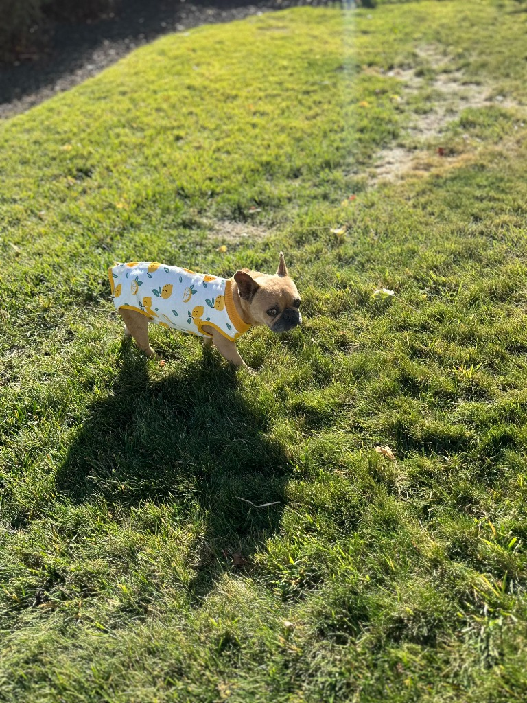 Heartbroken Mama Dog Dumped After Losing Her Babies—She Was Heartbroken Until One Family Changed Everything!