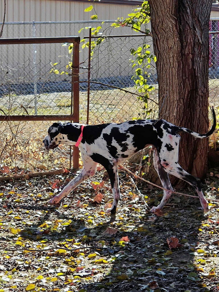 Harley (Harl) Moose