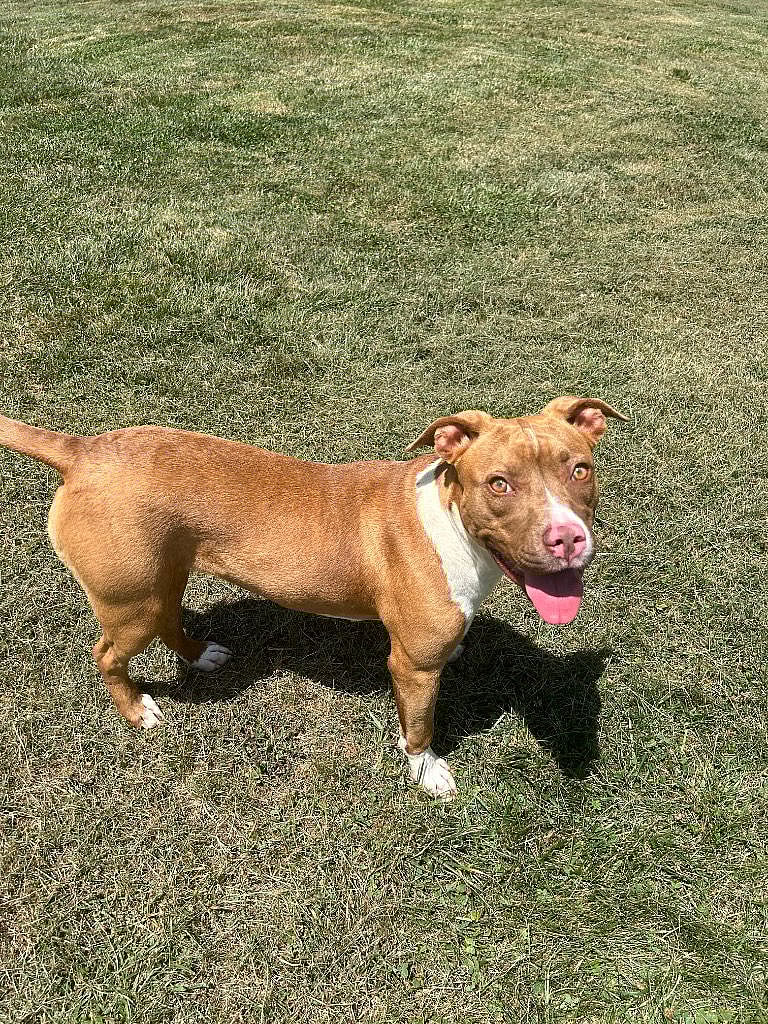 Akela - American Staffordshire Terrier