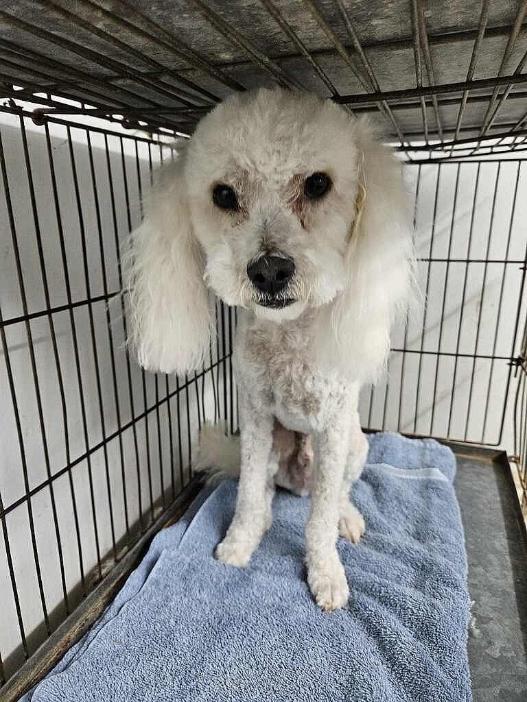 Ramen - Poodle (Miniature)