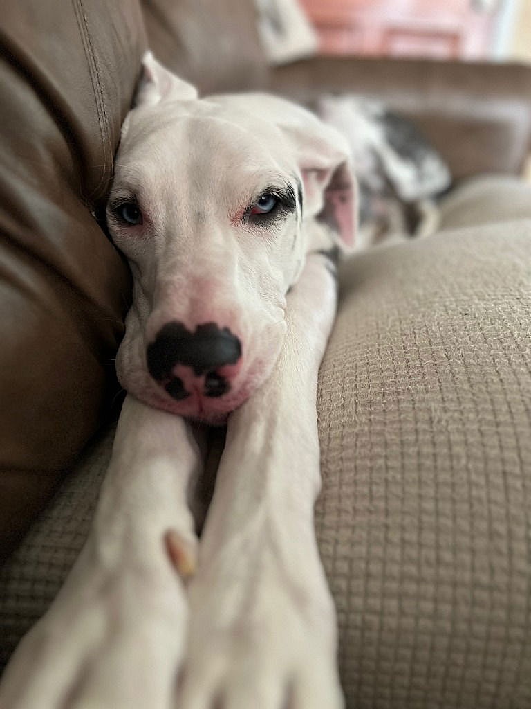 Gracie Jean - Great Dane