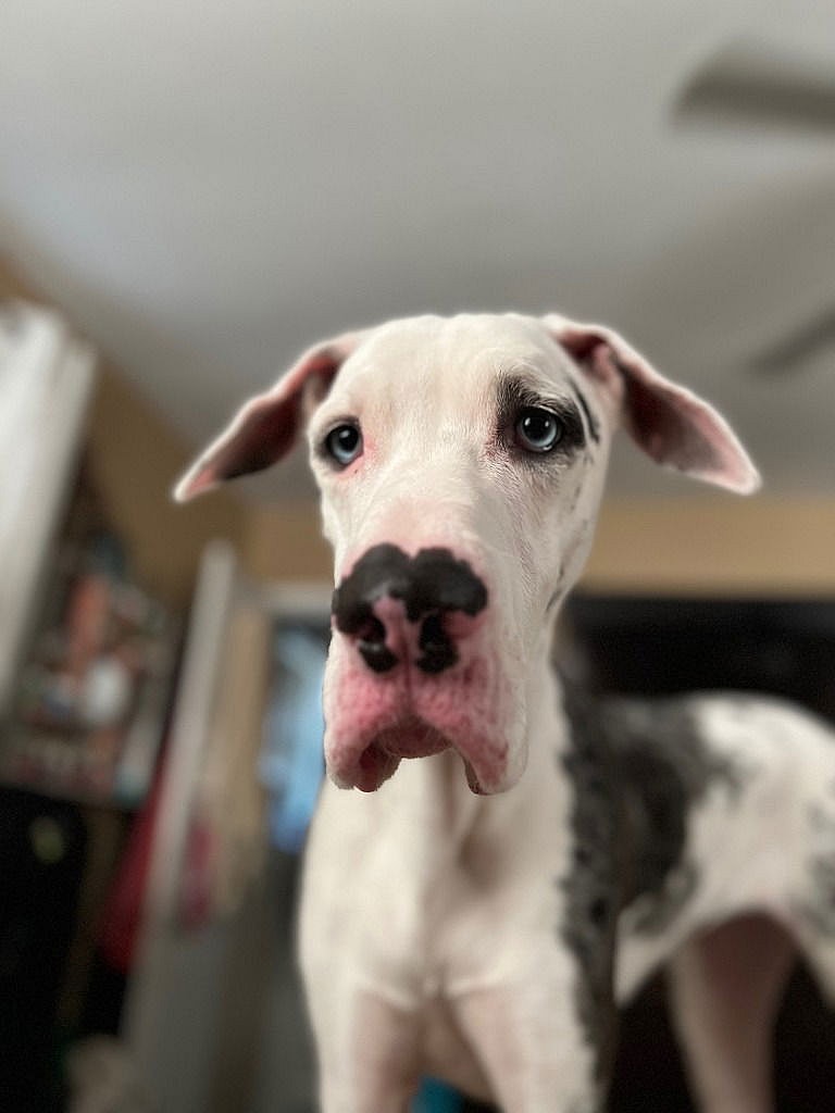 Gracie Jean - Great Dane