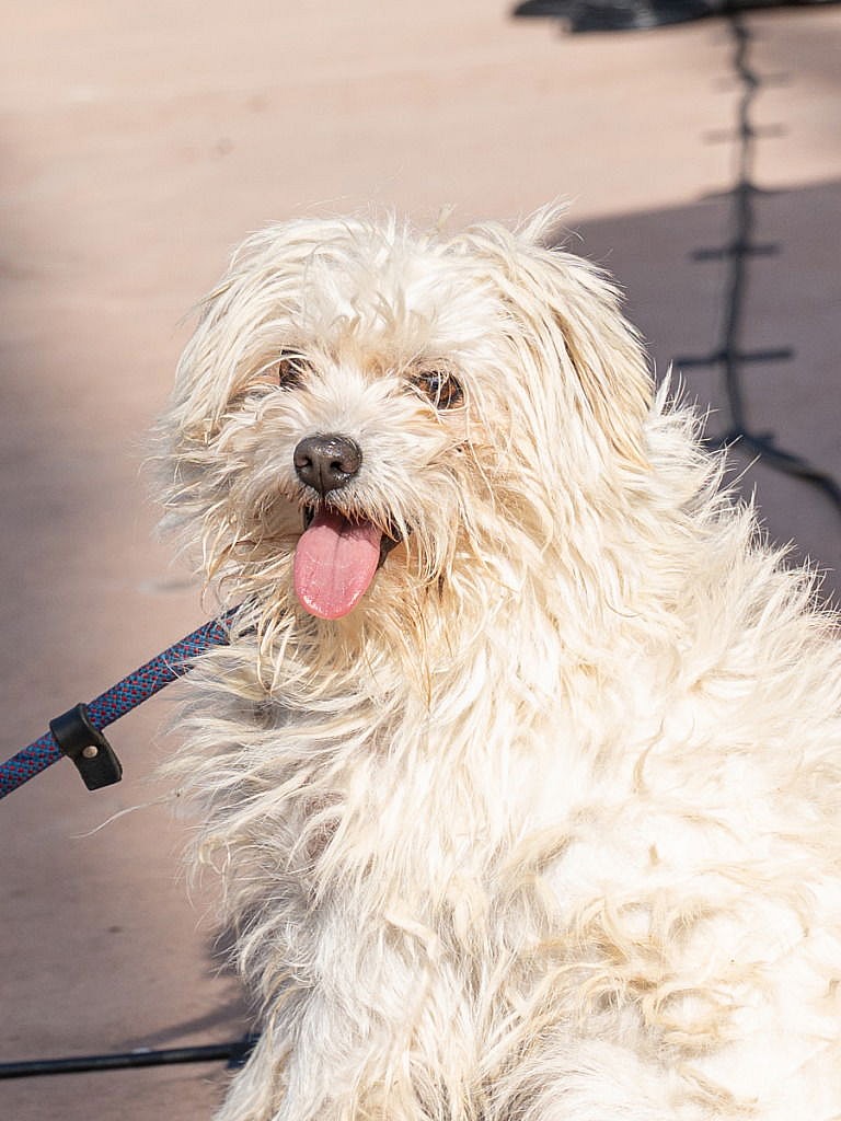 Bo - Special Needs-Foster or Adopt Me! - Terrier