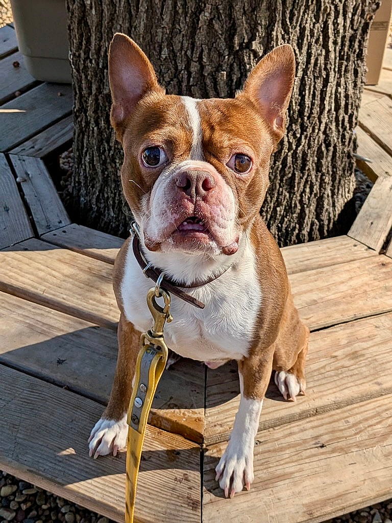 Meet Milo Your Energetic Boston Terrier Sidekick Ready for Adventure