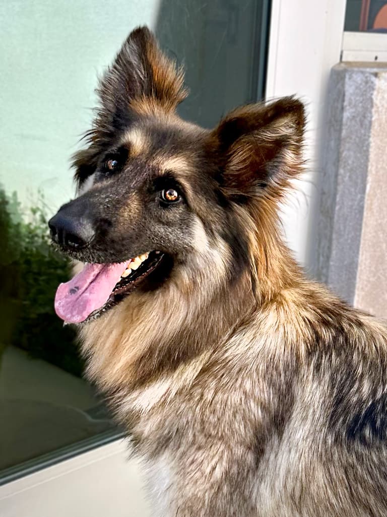 Rare Breed - Fluffy Shelter Dog