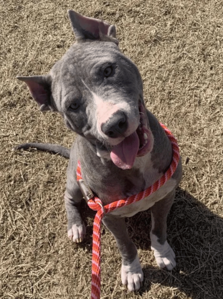 dog rescue: Neglected Pit Bull’s Dramatic Rescue Turns Into a Journey of Love and Healing