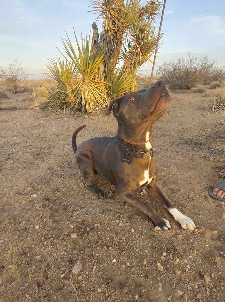 Cole, A Loyal Pitbull