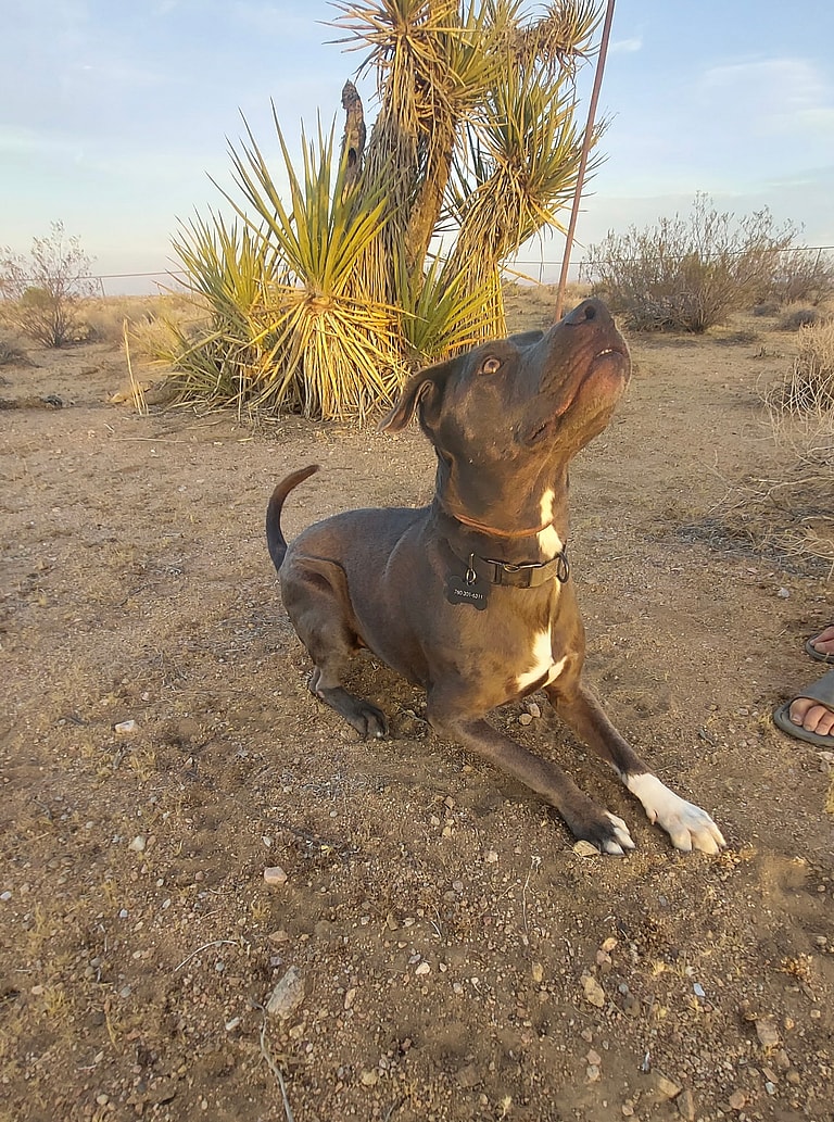 Cole, A Loyal Pitbull