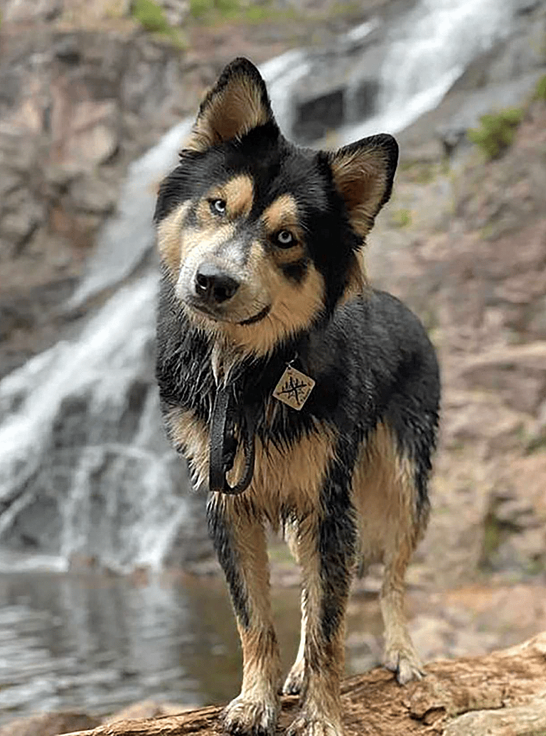 The Gerberian Shepsky