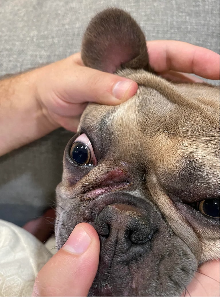 French Bulldog’s Lifespan