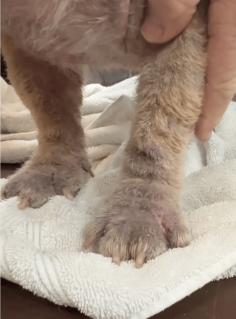 French Bulldogs Abandoned at Shelter Receive Life-Changing Care from Loving Groomer