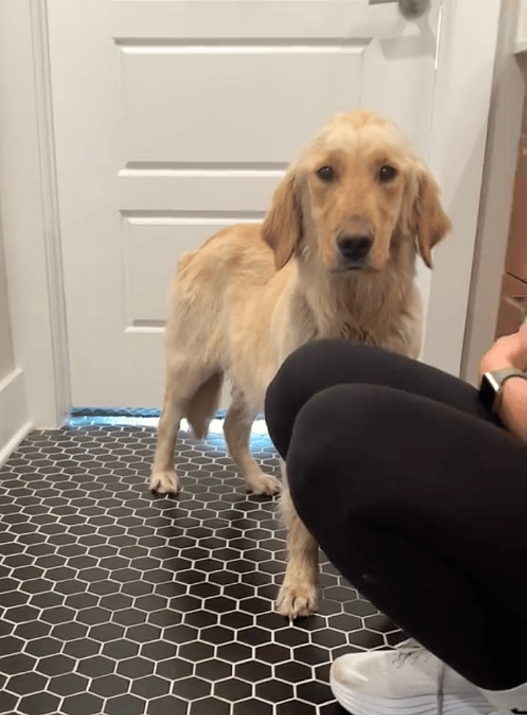 Crazy Drama Ensues After Women Rescue Injured Golden Retriever Who Had Just Given Birth