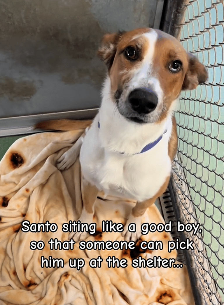 Charismatic Shelter Dog with Two-Toned Eyes Marks Bittersweet Year-Long Stay