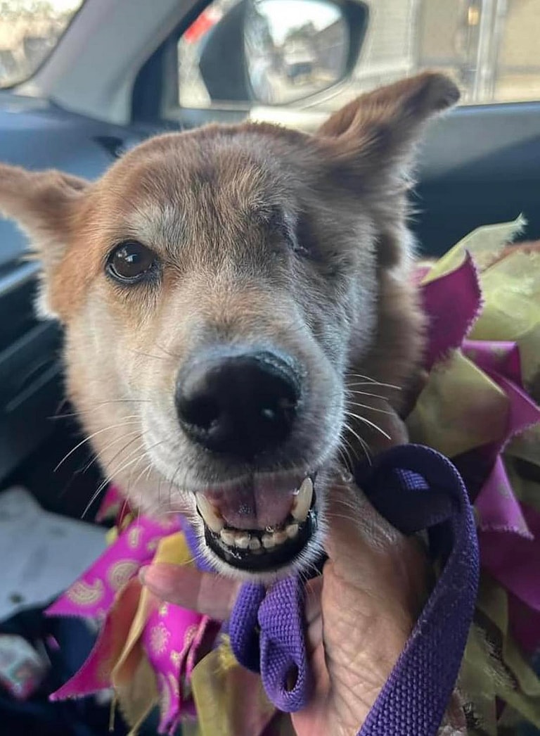 Dog up for adoption: Sweet One-Eyed Rescued Dog Is Full of Love and Waiting for Forever Family to Adopt Her
