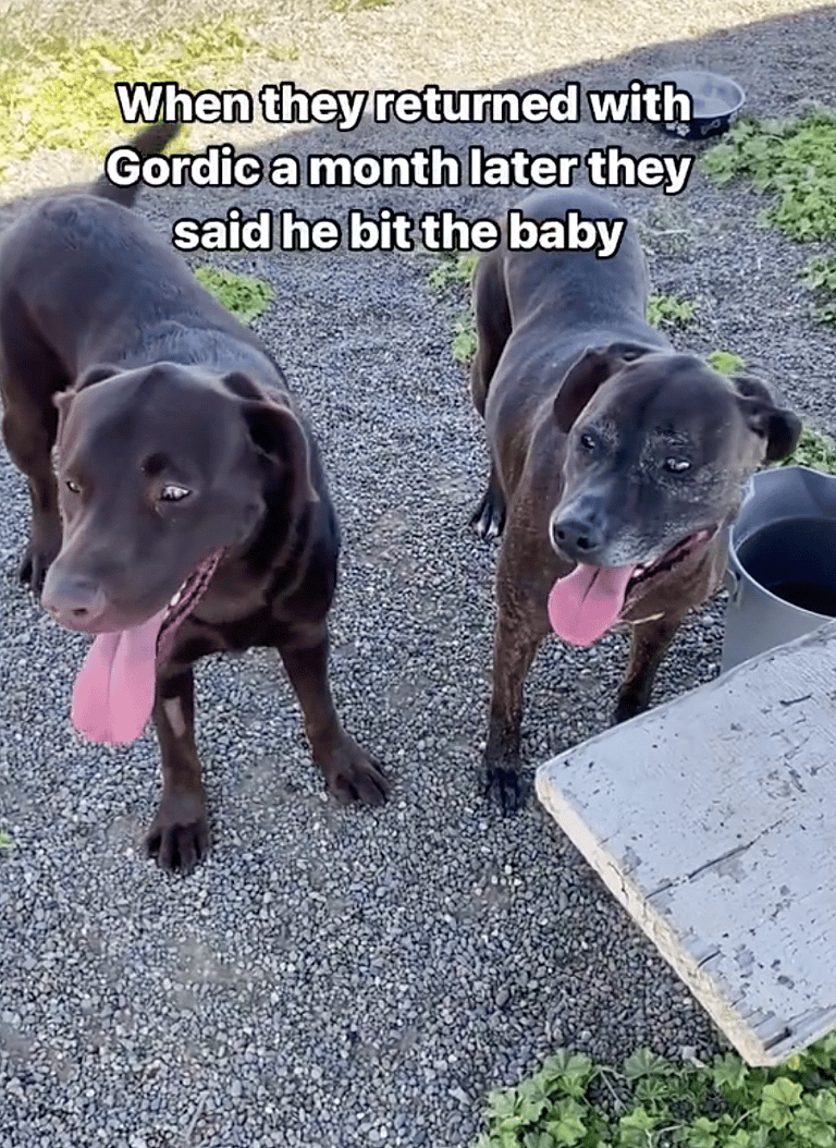 California Family Wants to Euthanize Their 2 Dogs. People are Fuming!
