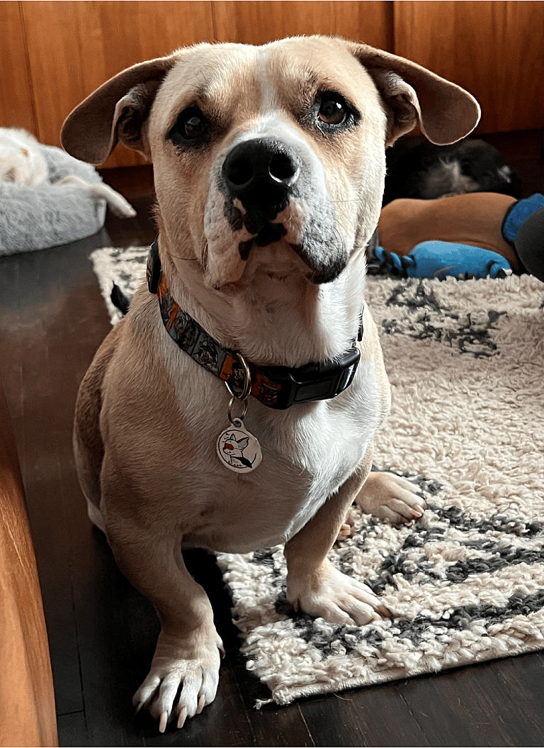 Boscoe the Bullhuahua