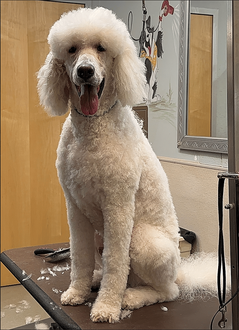 sitting with dogs Roofo