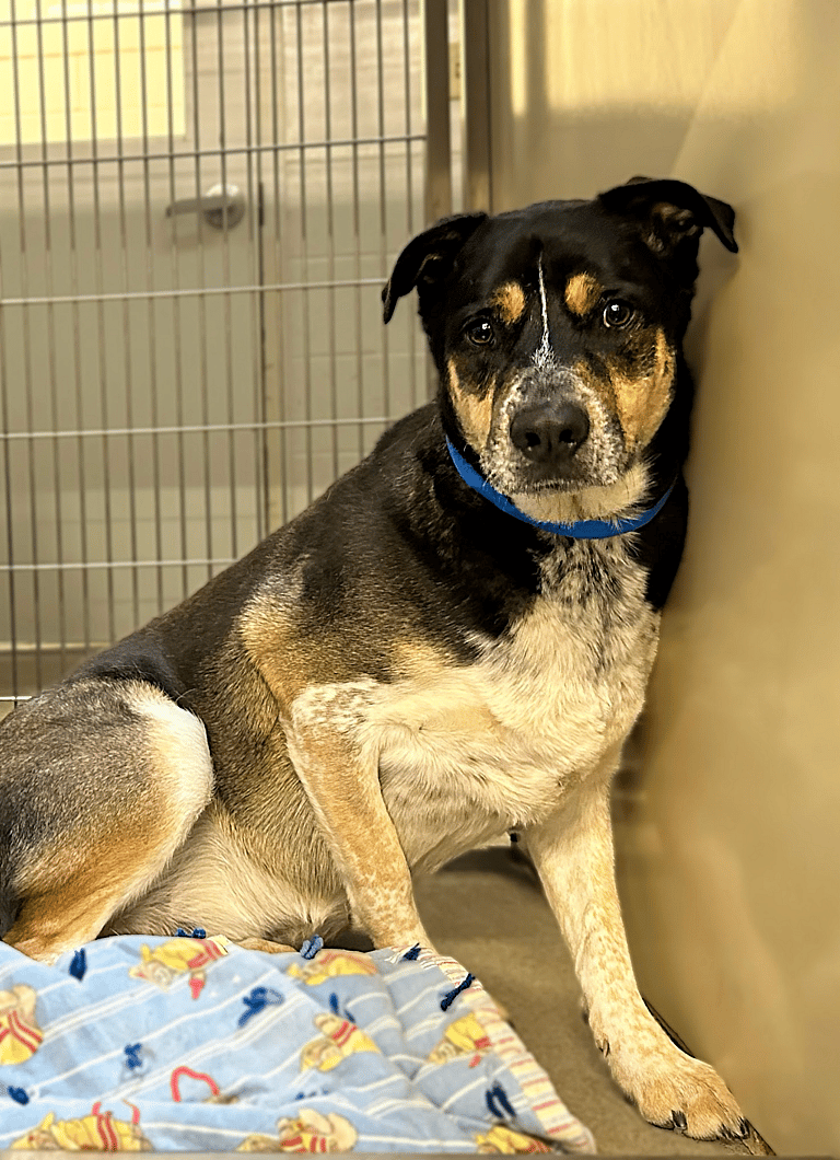 Dog up for adoption: Discarded Dog Hopes for Storybook Ending Like "Arthur the King"